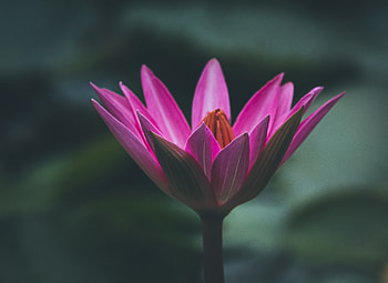 Bloom, pink lotus, close up HD wallpaper