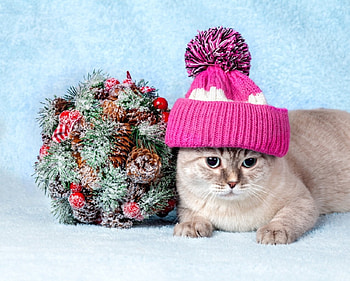 Cat, animal, kitten, cute, hat HD wallpaper
