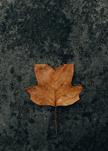 Autumn, Macro, Brown, Dry, Leaflet HD phone wallpaper