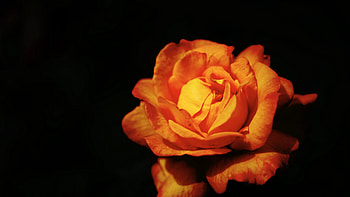 Closeup View Of Yellow Rose Flower Petals In Black Background Flowers HD wallpaper