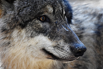 Animals, Muzzle, Eyes, Predator, Wolf HD wallpaper