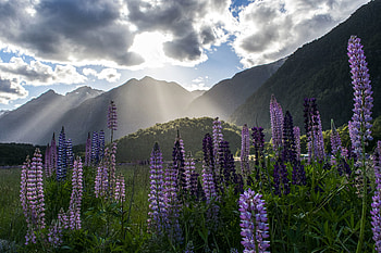 Landscape, Nature, Flowers, Mountains, Lupine HD wallpaper