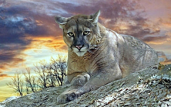 Cougar, animal, feline HD wallpaper