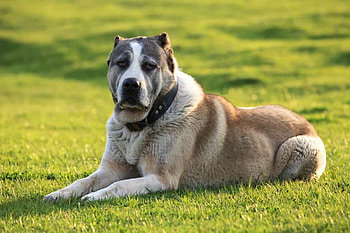 Alabai (Animals), Protective breed, Loyal companions, Fearless guardian HD wallpaper