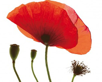 Red Poppy , red poppy, buds, close up, flower HD wallpaper