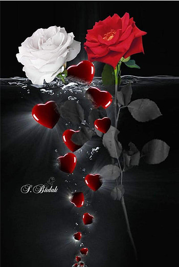 Leonardo Flores on Kelebek. Beautiful rose flowers, Beautiful flowers, Very beautiful flowers, Romantic Love Flowers HD phone wallpaper