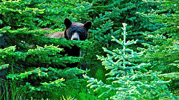 Animals, Trees, Forest, Bear, Stroll HD wallpaper