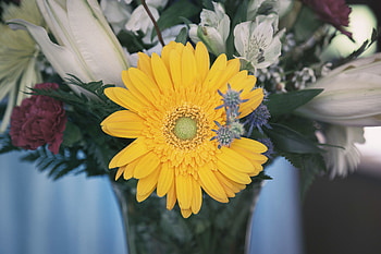 Flowers, Flower, Petals, Bud HD wallpaper