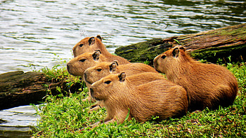 Brazilian wildfires, Damaged habitats, Native capybaras, Environmental impact HD wallpaper