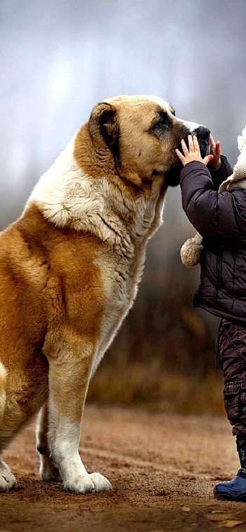 I love dogs, for , Dogs , Alabai dogs HD phone wallpaper