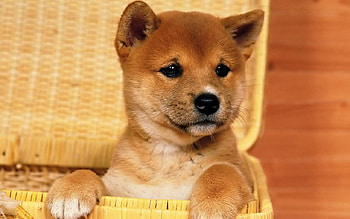 Puppy, dogs, animals HD wallpaper