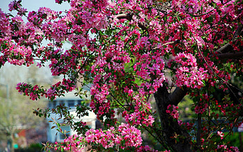 Nature, Flowers, Wood, Tree, Bloom, Flowering HD wallpaper