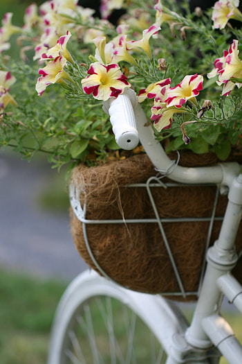 Flowers, Plant, Bloom, Flowering, Decorative, Petunia HD phone wallpaper
