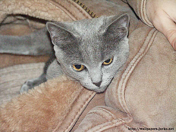 MY NAME IS SMOKEY, cute, adorable, kitty, cuddley HD wallpaper