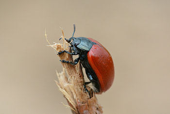 Macro, Branch, Insect, Carapace, Shell, Bug, Beetle HD wallpaper