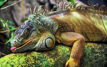 Animals, Wood, Tree, Reptile, Iguana, Big HD wallpaper