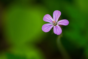 Flowers, Violet, Flower, Macro, Petals, Purple HD wallpaper