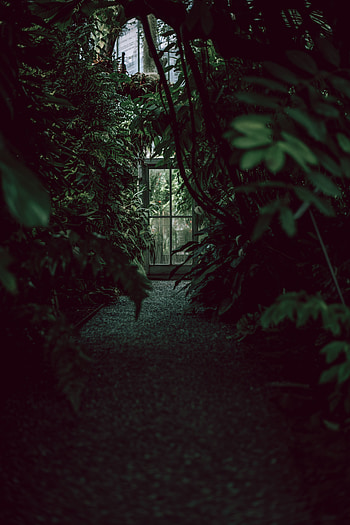 Plants, Dark, Door, Greenhouse HD phone wallpaper