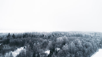 Winter, Trees, View From Above, Minimalism HD wallpaper