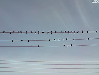 birds_birds, animal, sky, birds, cloud HD wallpaper