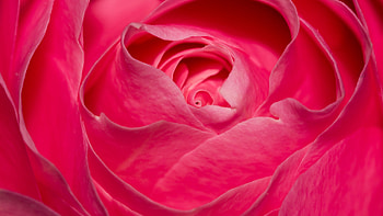 Rose, pink, skin, flower, trandafir HD wallpaper