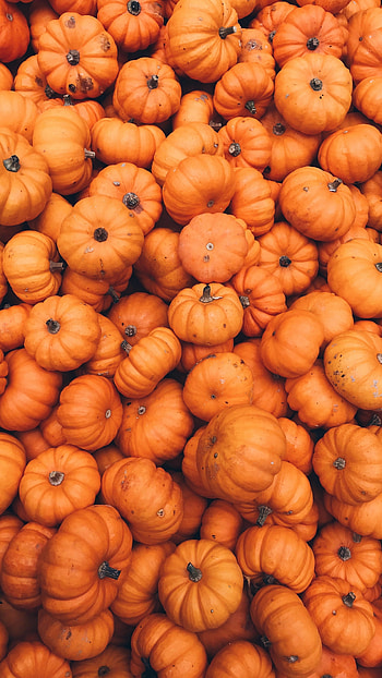 Orange Aesthetic, Pumpkin aesthetic HD phone wallpaper