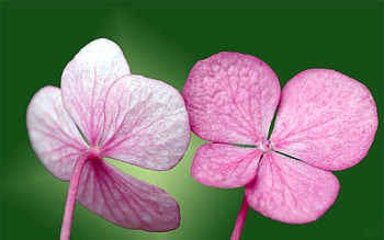Grass, Leaves, Flower, Plant, Macro HD wallpaper