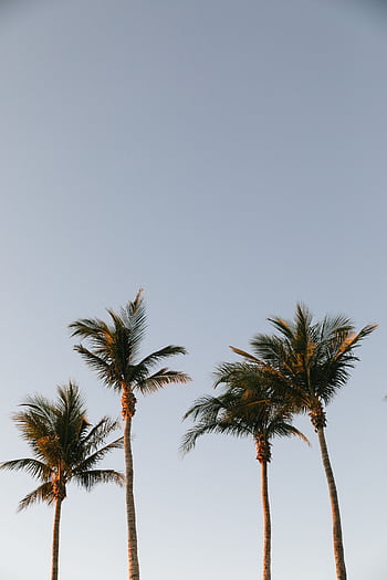 Majestic palm trees reaching toward a clear, blue sky, creating a serene tropical vibe. HD phone wallpaper