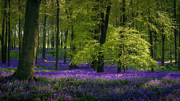 Dockey Wood, Hertfordshire UK, trees, flowers, spring, england, blossoms HD wallpaper