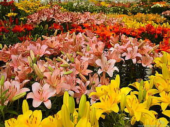 Lily Garden, Lilies HD wallpaper