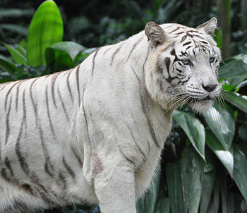 Animals, Predator, Big Cat, Sight, Opinion, Tiger, Bengal Tiger HD wallpaper