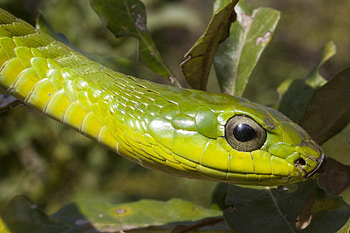 Boomslang, Tree snake, Hluhluwe game reserve, African reptiles HD wallpaper