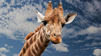 Close-up, Giraffes HD wallpaper