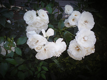 White roses, summer, white, roses, garden, flowers HD wallpaper