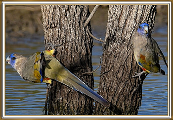 FRAMED BIRDS, BIRDS, NATURE, , FRAMED HD wallpaper