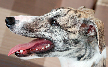 Profile, Whippets HD wallpaper