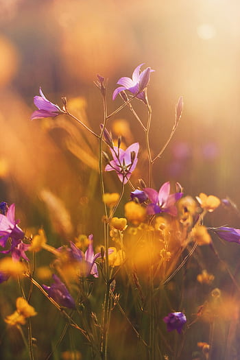 Capture the tranquil beauty of purple and yellow flowers in full bloom, bathed in warm, golden light. HD phone wallpaper