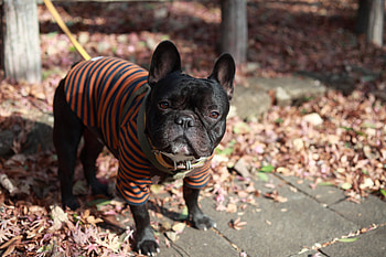 Animals, Dog, Leash, Stroll, Bulldog, Costume HD wallpaper