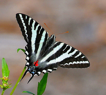 Zebra, stripes, butterfly, red, swallowtail, beauty HD wallpaper