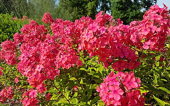 Phlox, Latvia, flowers, red HD wallpaper