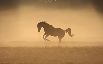 Animals, Horses HD wallpaper