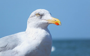 Blue, White, Seagull HD wallpaper