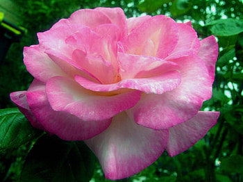 Pink rose, flowers, roses HD wallpaper
