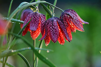 Spring flowers, rain, drops, beautiful, grass, bells, spring, wet, pretty, freshness, flowers, lovely HD wallpaper