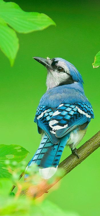 Bird , Bird backgrounds HD phone wallpaper