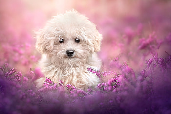 Cute doggy, Flowers, Face, Spring, Look HD wallpaper