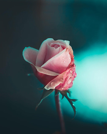 Pink, Drops, Flower, Macro, Rose Flower, Rose HD phone wallpaper