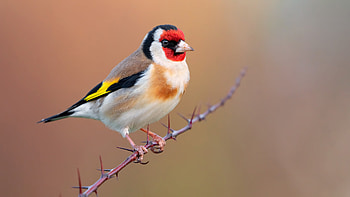 Brown Black White Goldfinch Bird Is Standing On Tree Branch In Blur Background Birds HD wallpaper