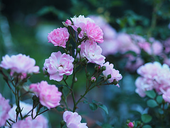 Roses, flowers, blossom, pink flower HD wallpaper