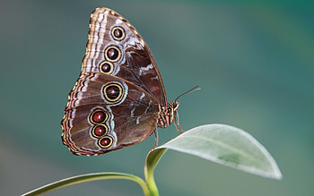 Butterflies, Insects HD wallpaper